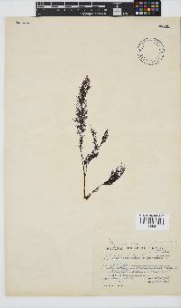 Carradoriella virgata image