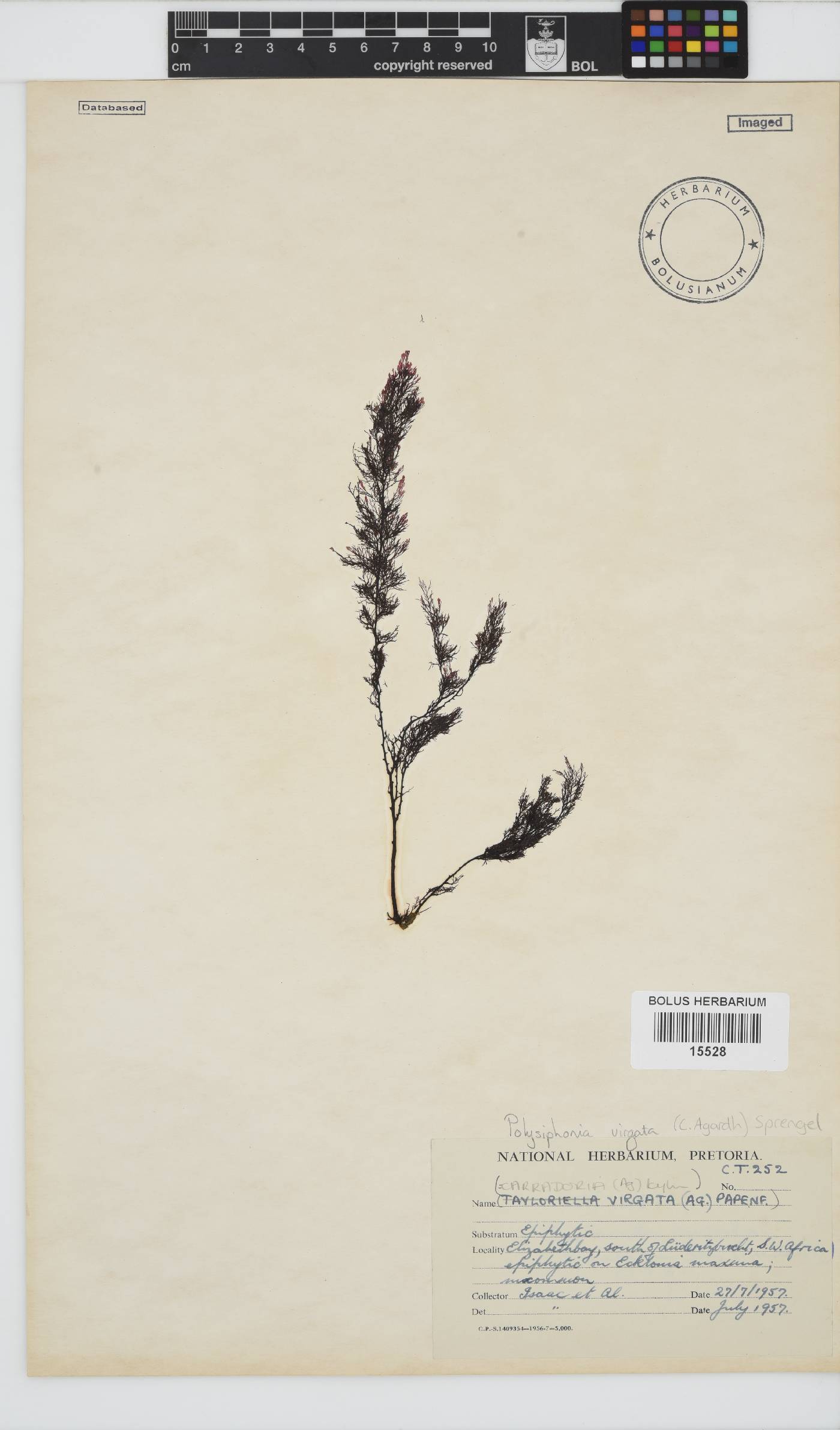 Carradoriella virgata image