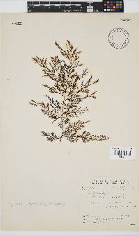 Carradoriella virgata image