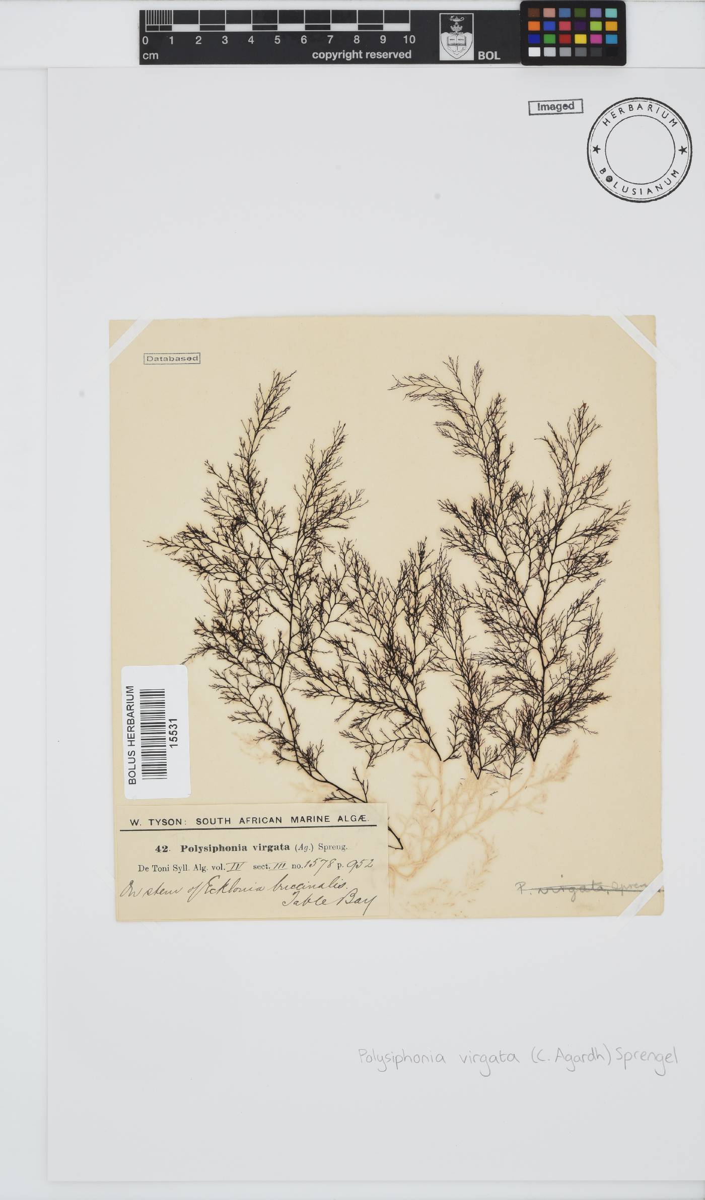 Carradoriella virgata image