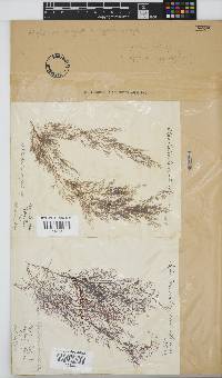 Carradoriella virgata image