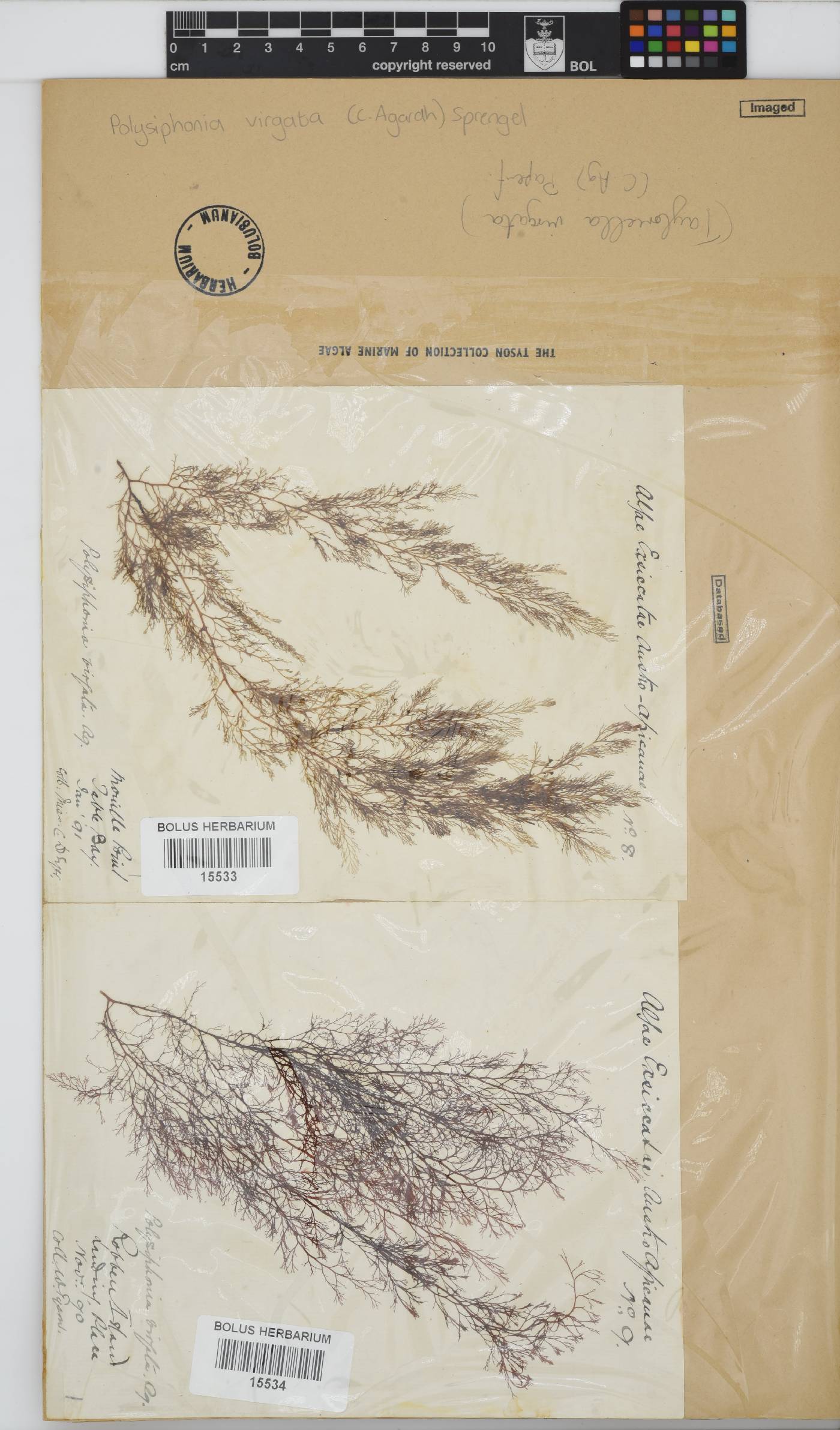 Carradoriella virgata image