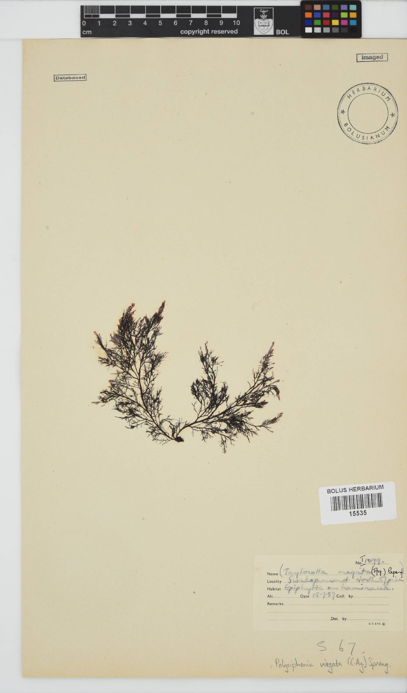 Carradoriella image