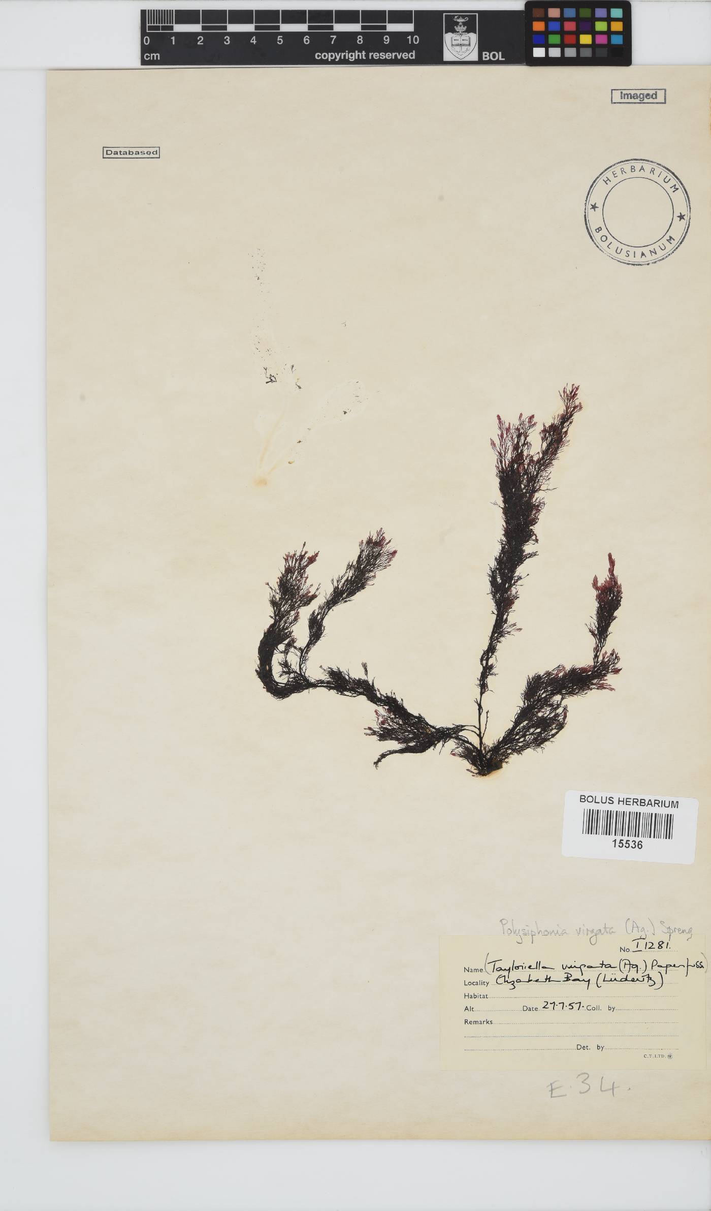 Carradoriella virgata image
