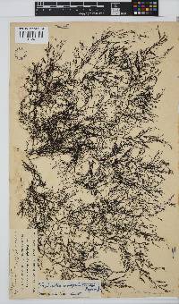 Carradoriella virgata image