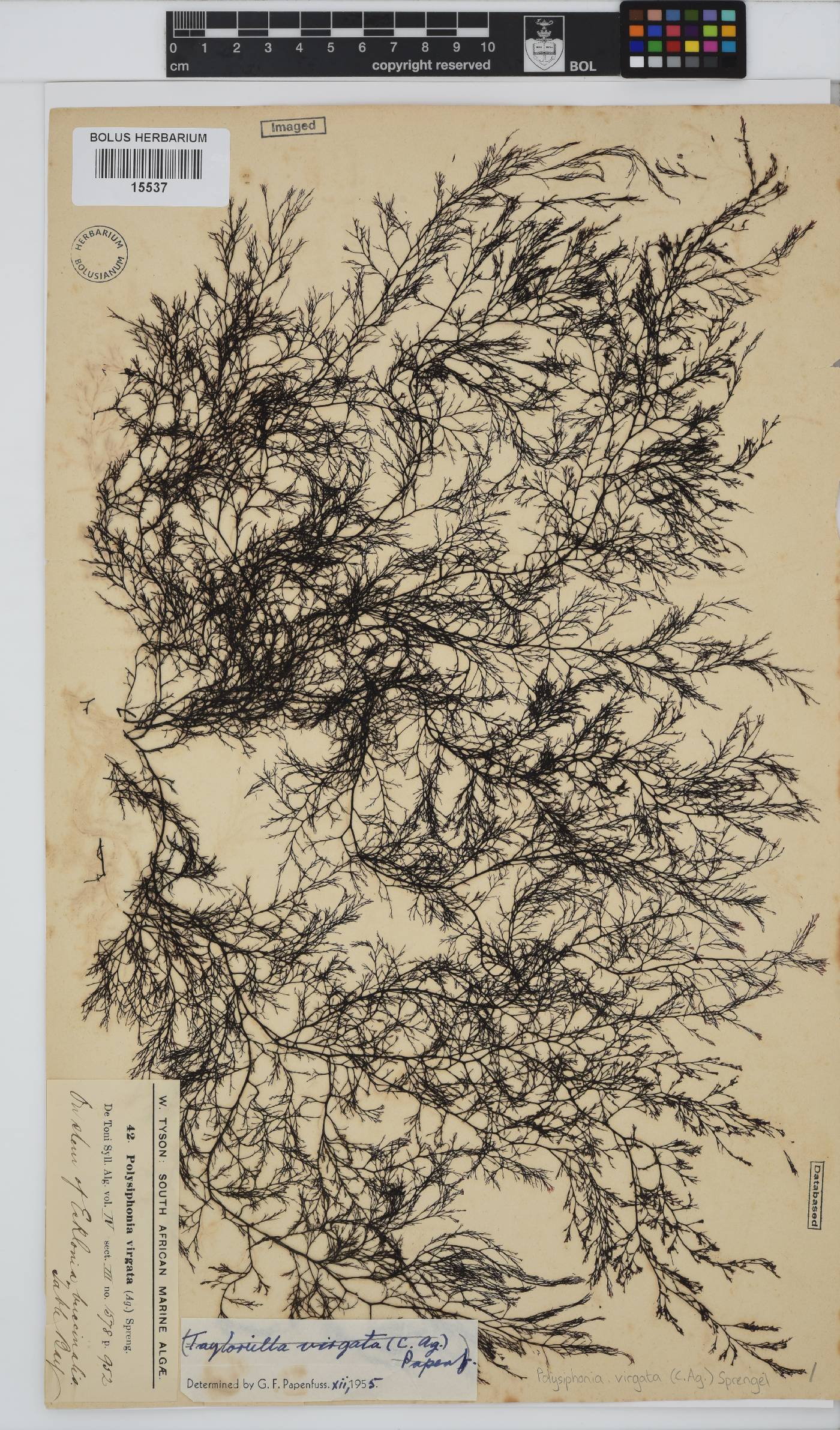 Carradoriella virgata image