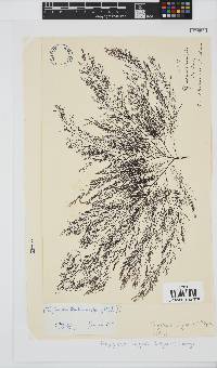 Carradoriella virgata image