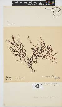 Carradoriella virgata image