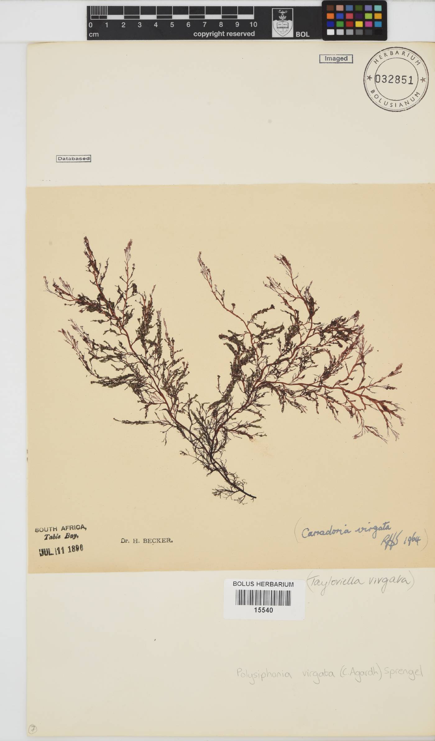 Carradoriella image