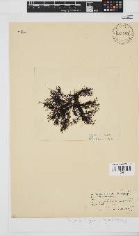 Carradoriella virgata image