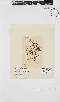 Carradoriella virgata image