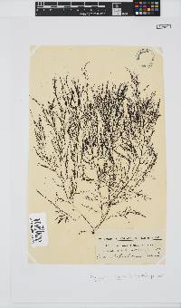 Carradoriella virgata image