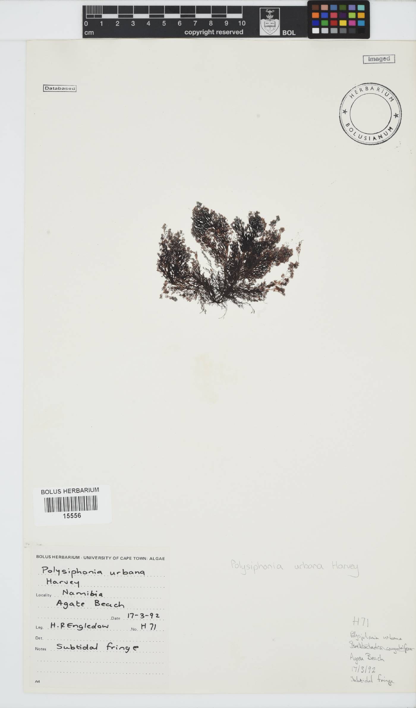 Vertebrata image