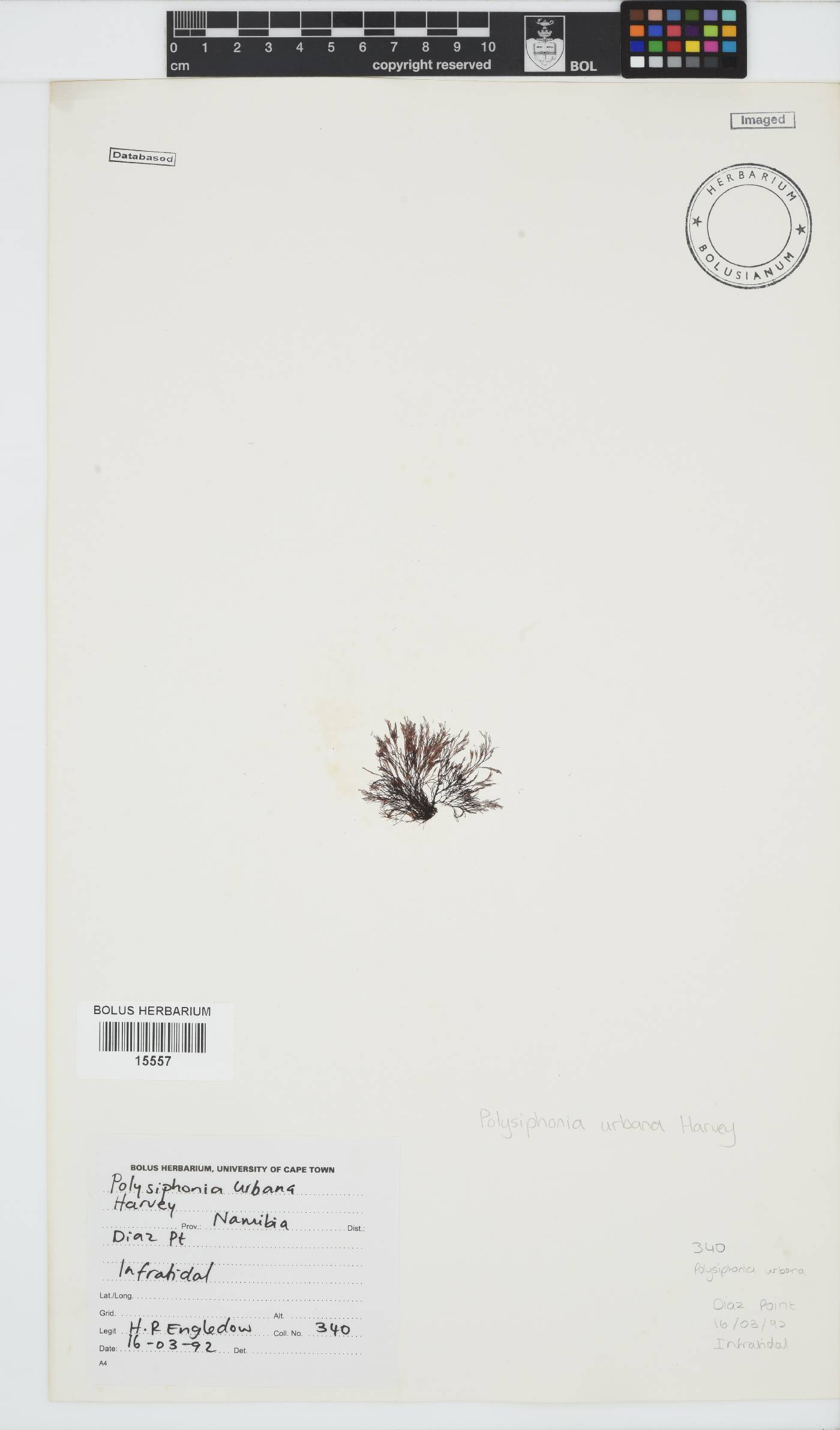 Vertebrata image