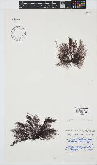Vertebrata urbana image