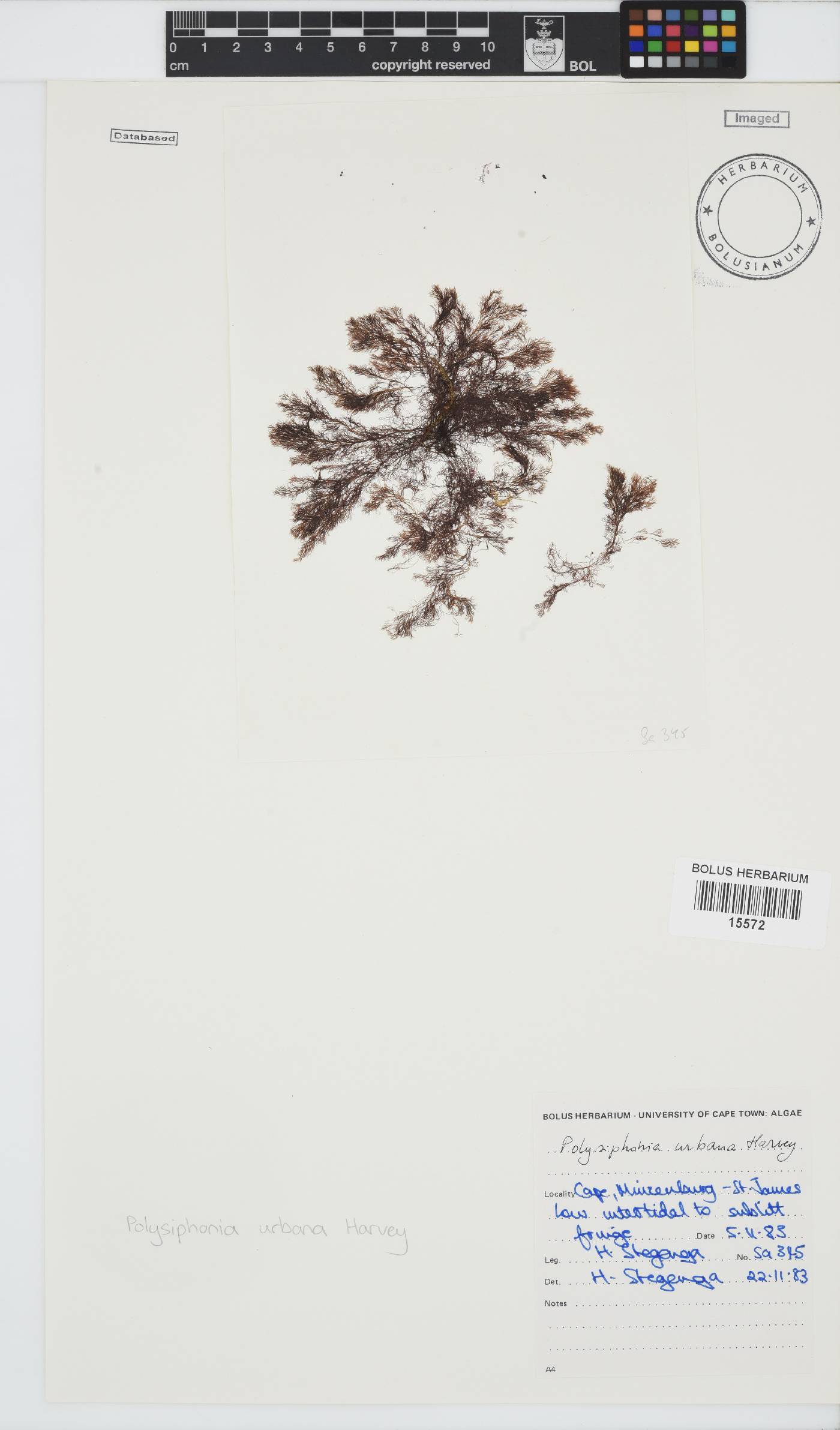 Vertebrata urbana image