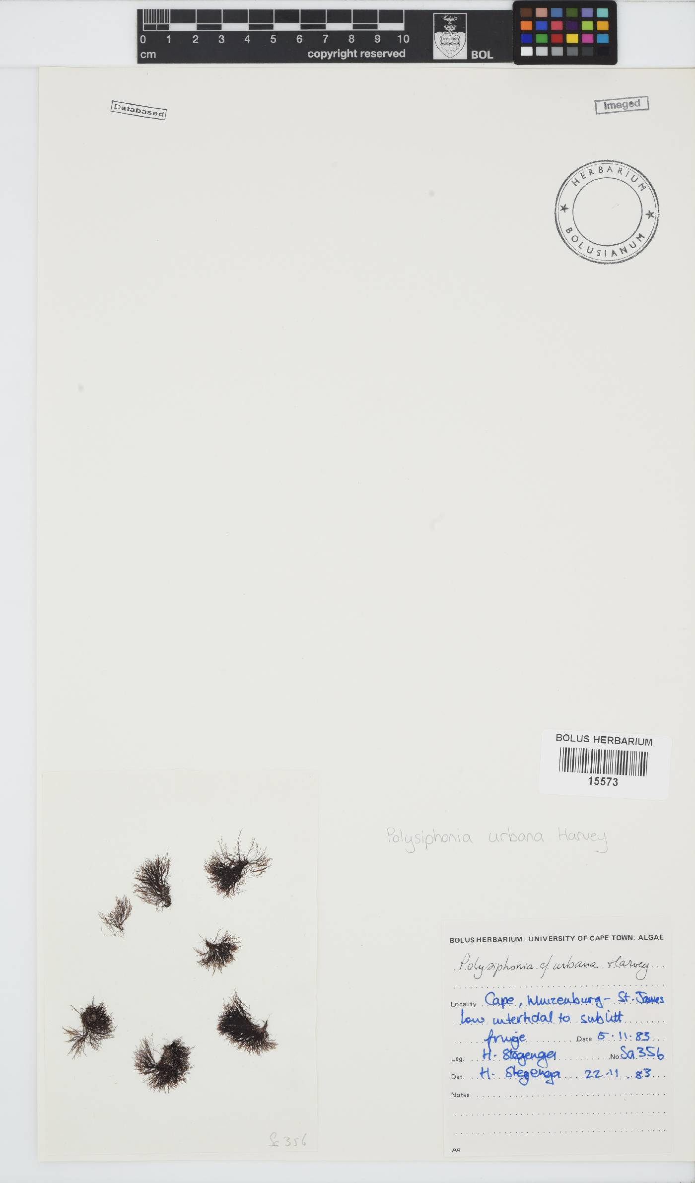 Vertebrata urbana image