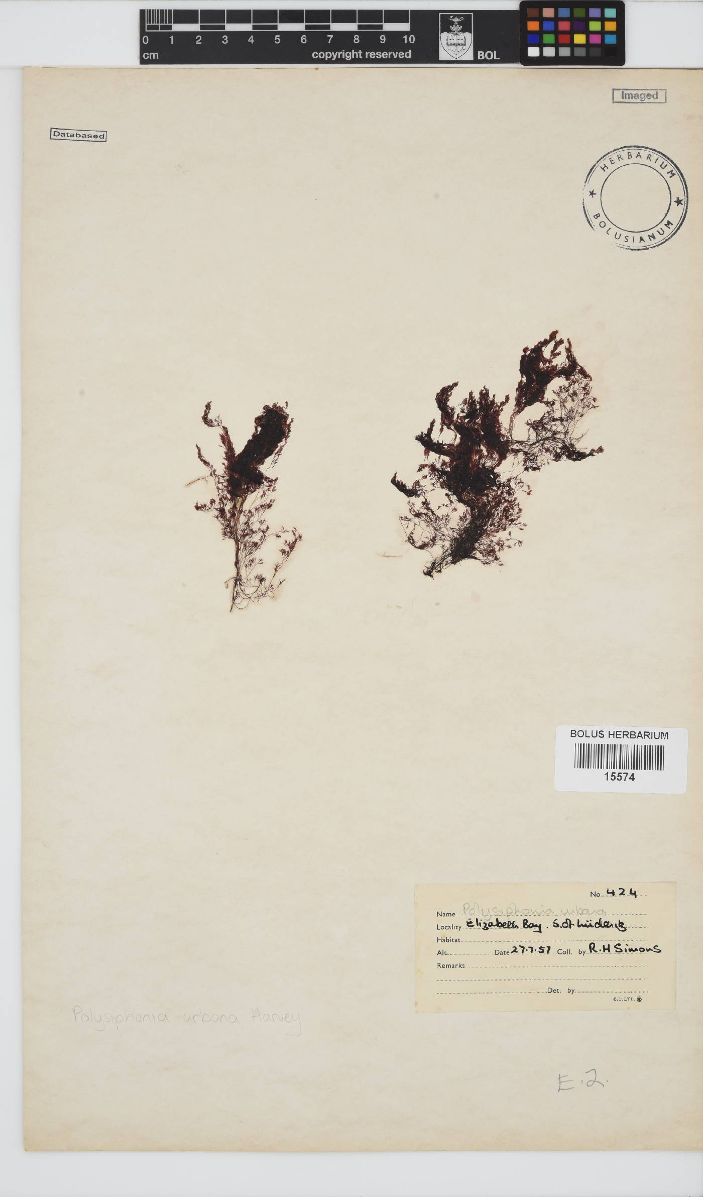 Vertebrata urbana image
