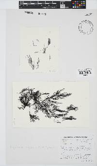 Carradoriella virgata image
