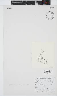 Carradoriella virgata image