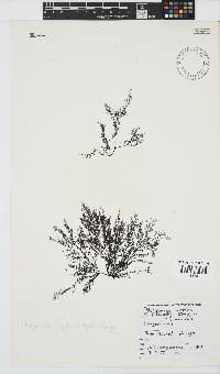 Carradoriella virgata image