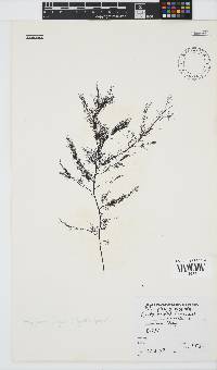 Carradoriella virgata image