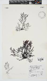 Carradoriella virgata image