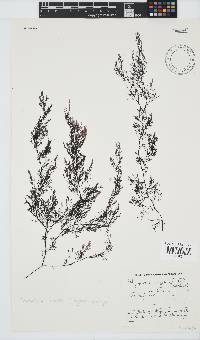 Carradoriella virgata image