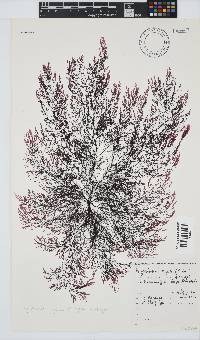 Carradoriella virgata image