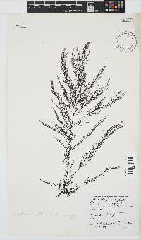 Carradoriella virgata image