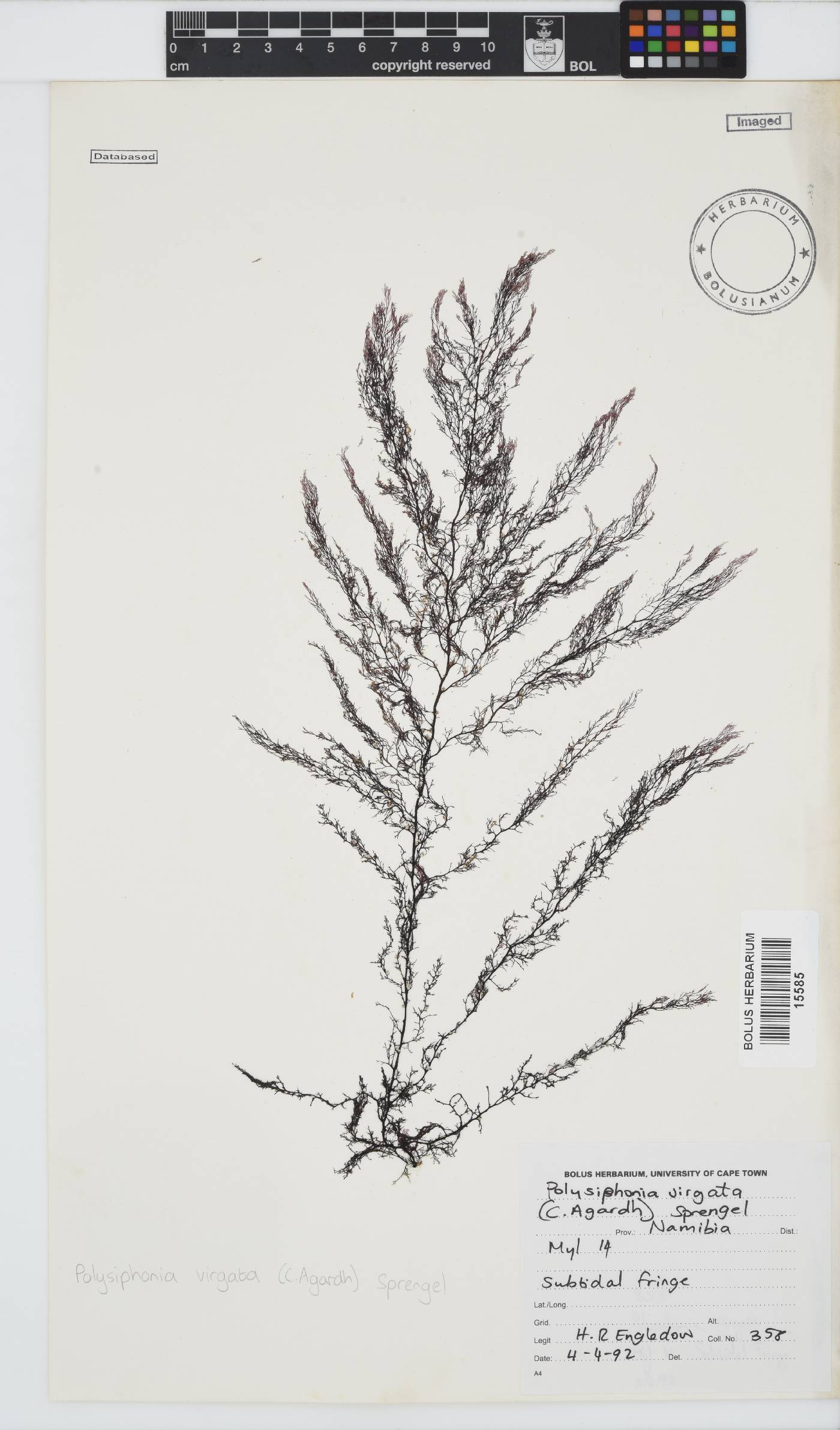 Carradoriella virgata image
