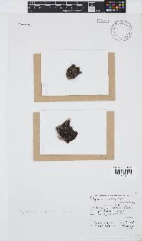Bryocladia scopulorum image
