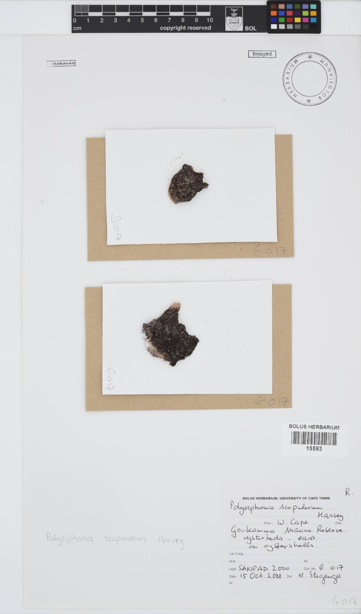 Bryocladia scopulorum image
