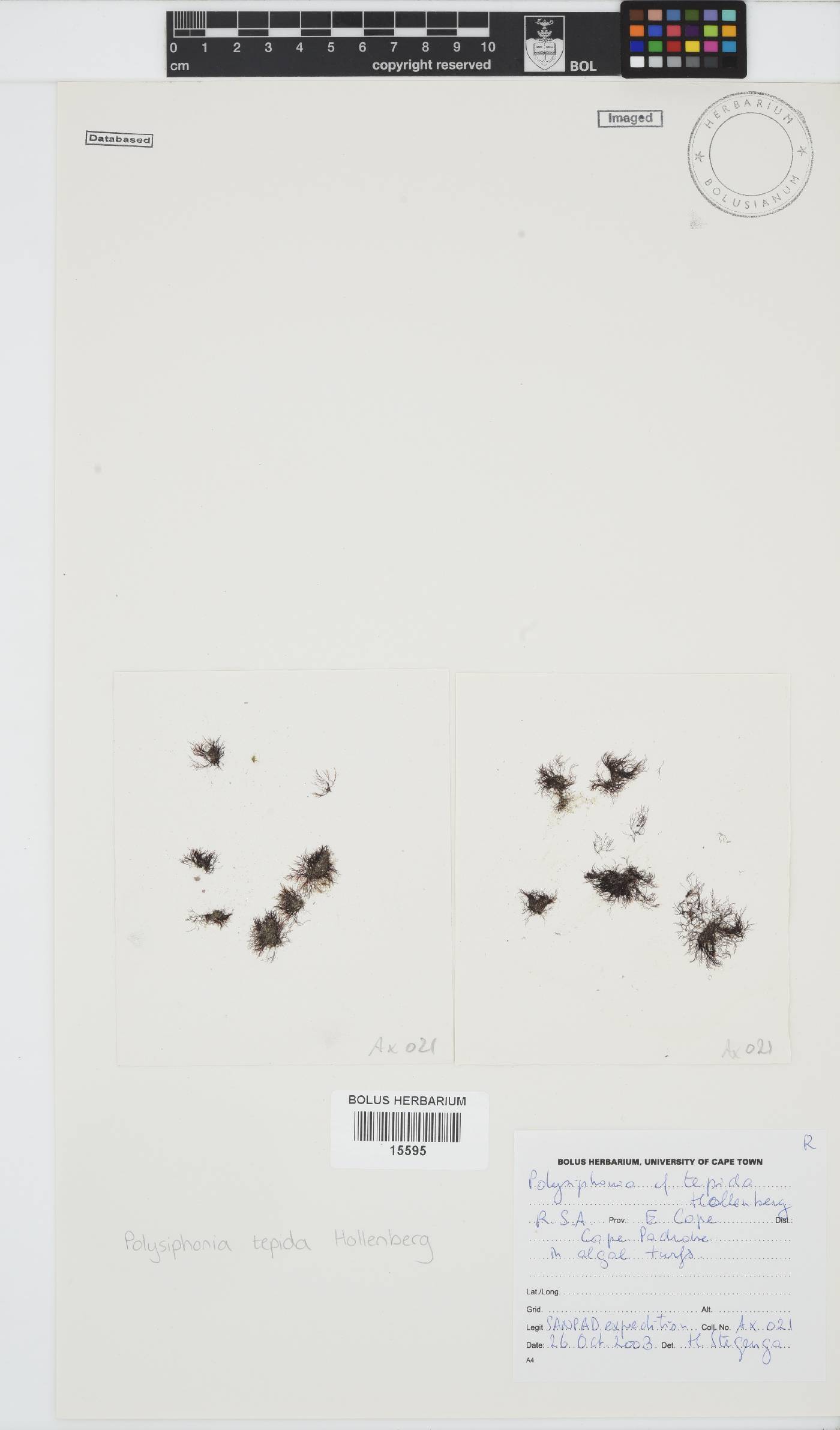 Vertebrata foetidissima image