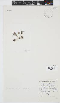 Vertebrata foetidissima image