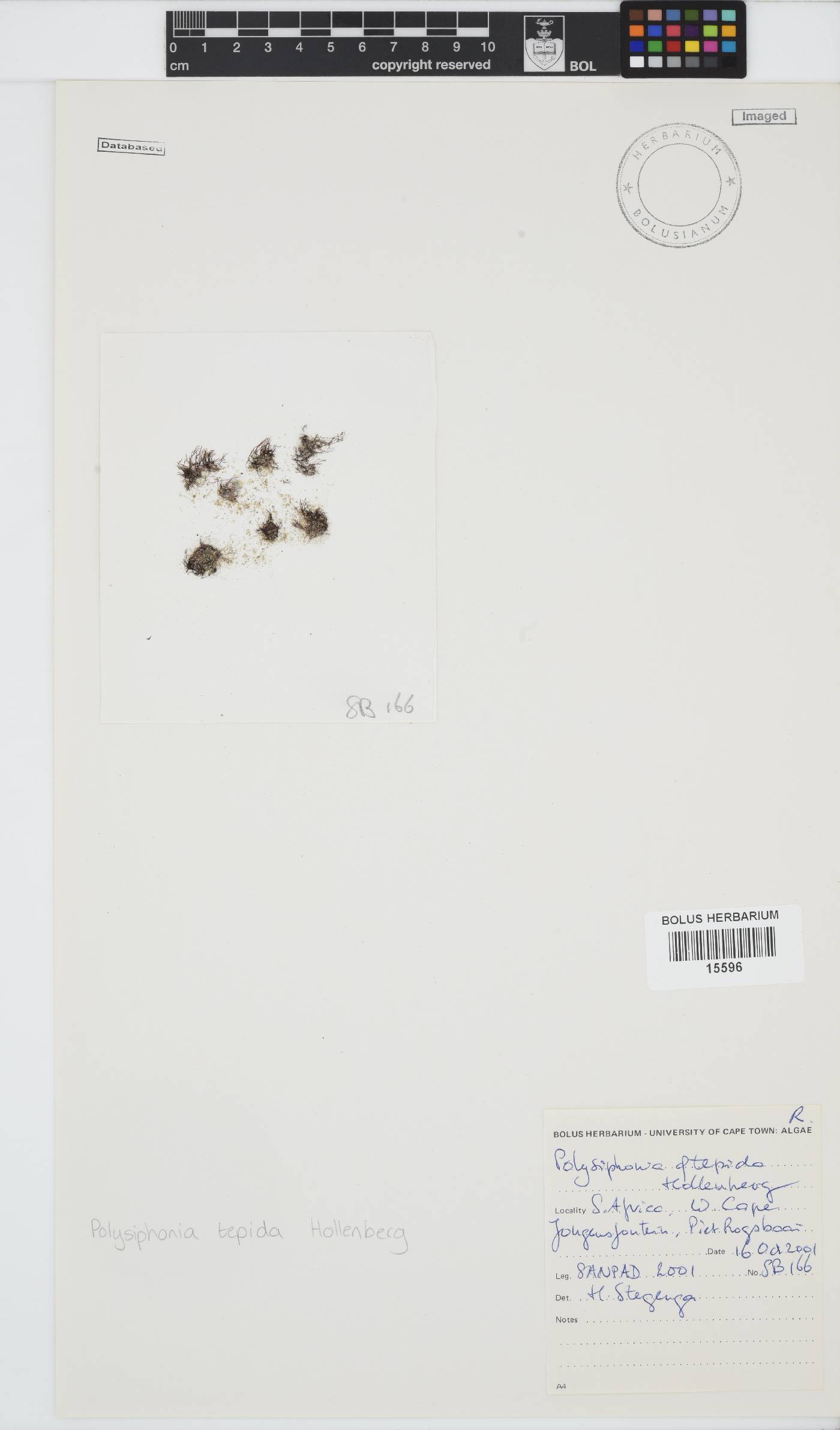 Vertebrata foetidissima image