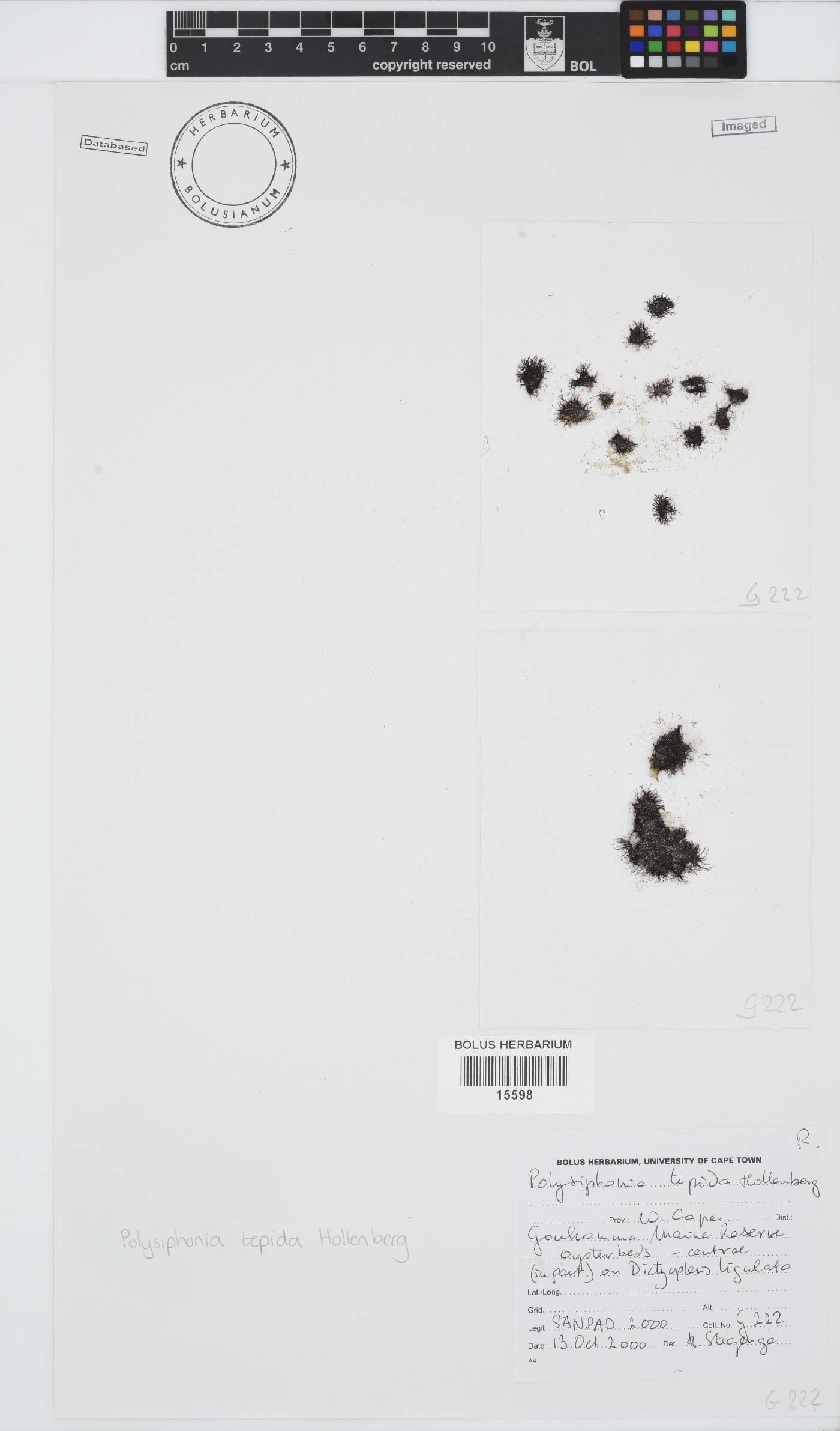Vertebrata foetidissima image