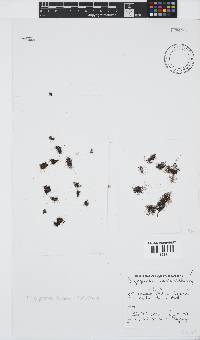 Vertebrata foetidissima image