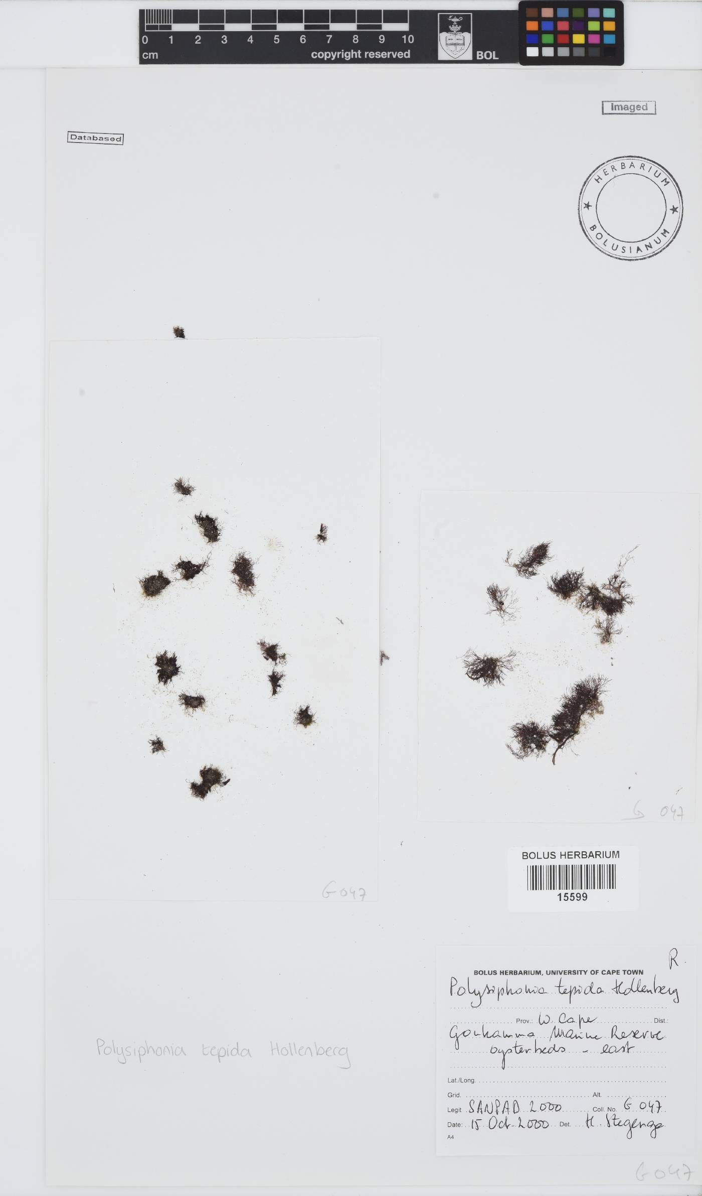 Vertebrata foetidissima image