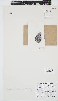 Polysiphonia sertularioides image