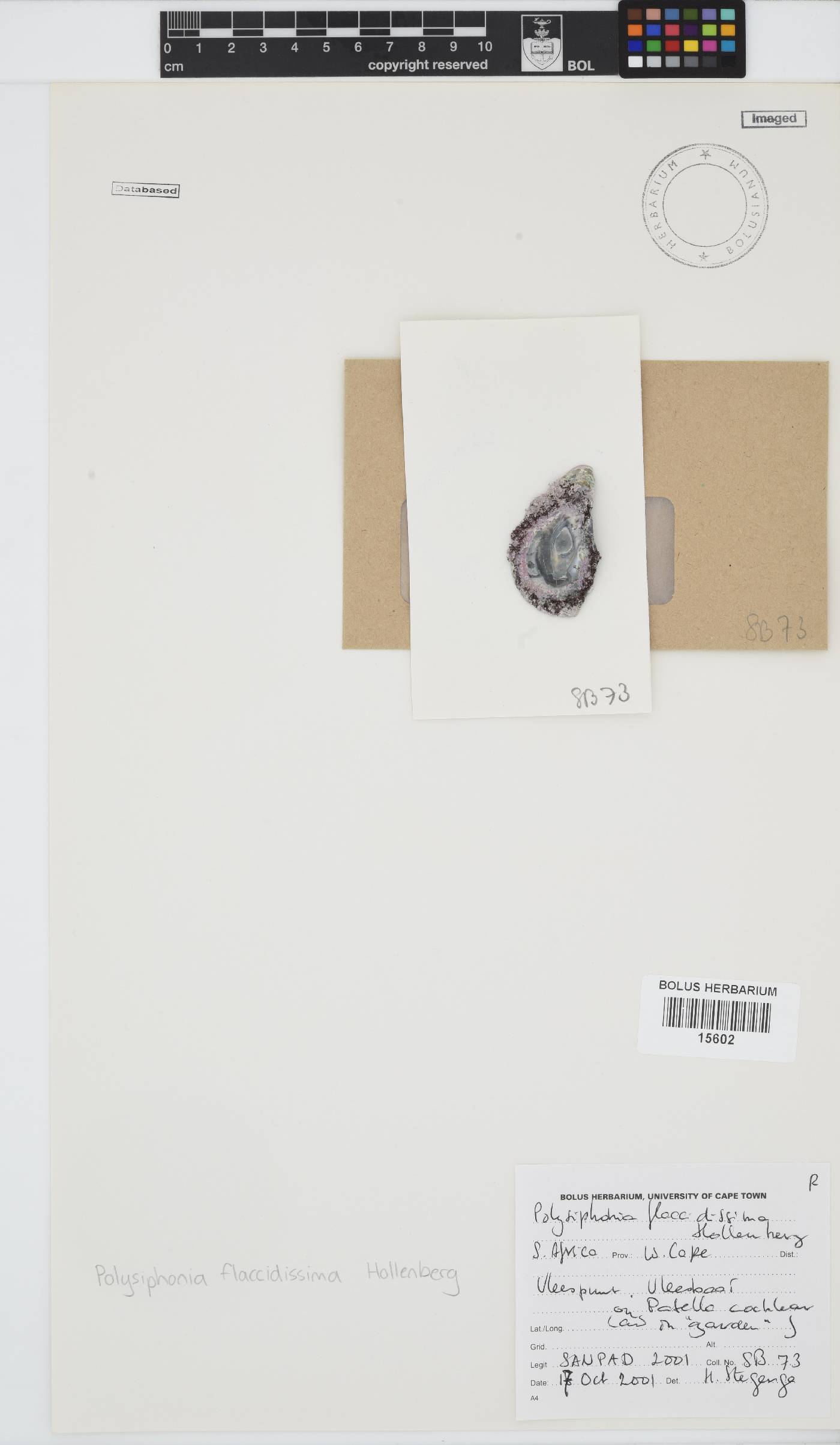Polysiphonia sertularioides image