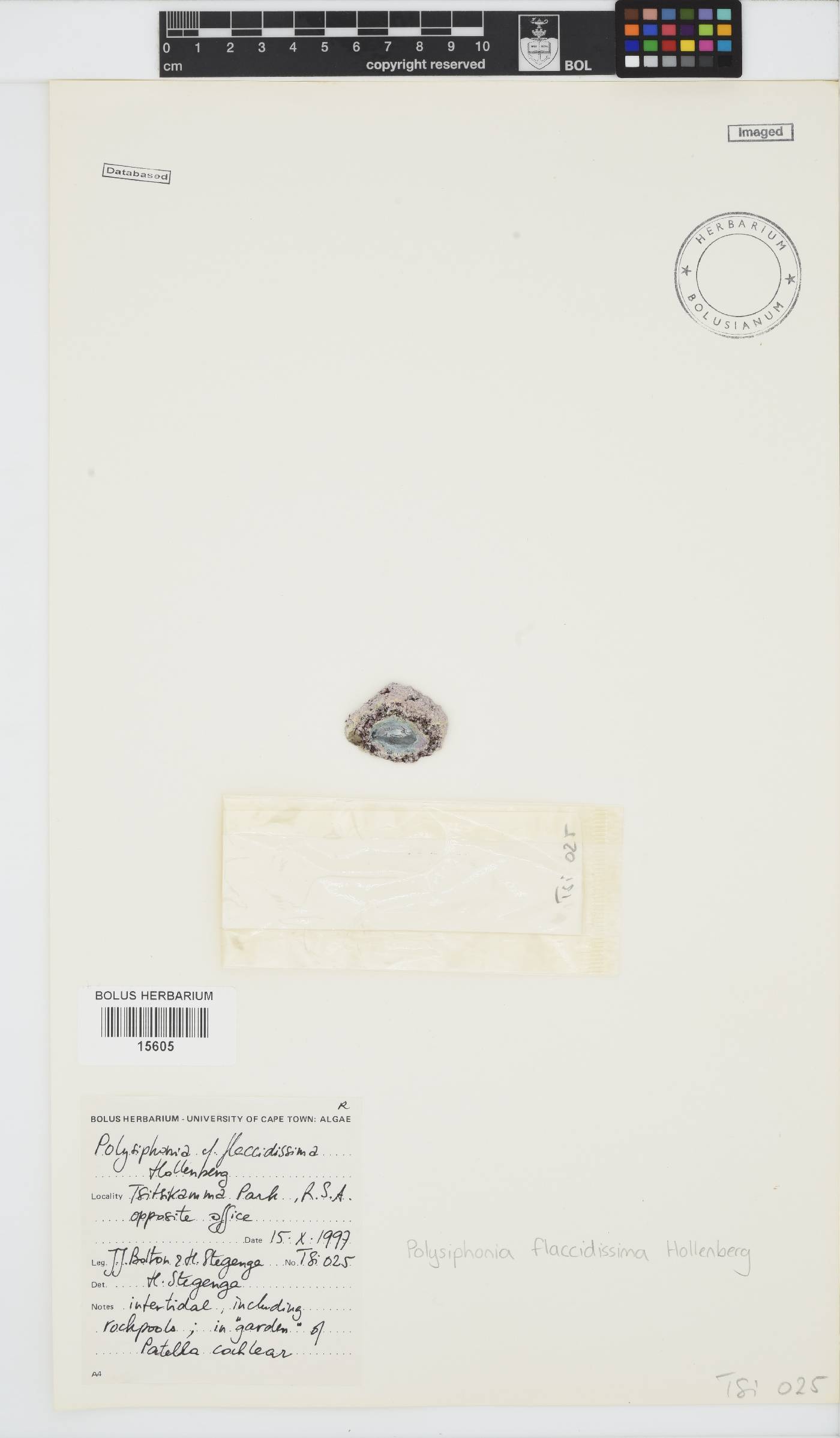 Polysiphonia sertularioides image
