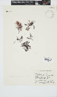 Image of Melanothamnus incomptus