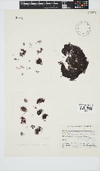 Melanothamnus incomptus image