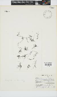 Melanothamnus incomptus image