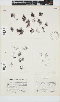 Melanothamnus incomptus image