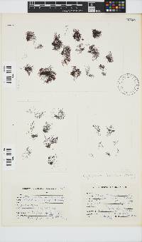 Melanothamnus incomptus image