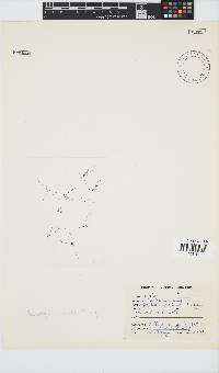 Melanothamnus incomptus image