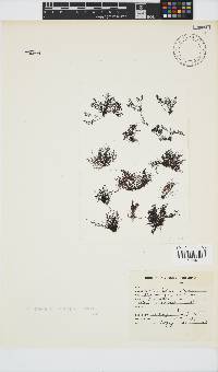 Melanothamnus incomptus image