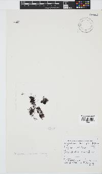 Melanothamnus incomptus image